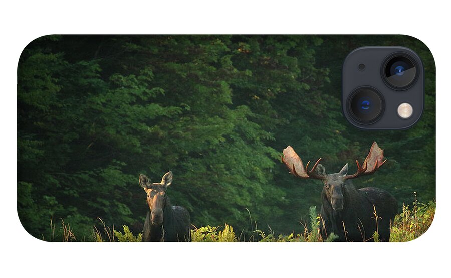 Moose iPhone 13 Case featuring the photograph Early Morning Bull Moose With Cow by Duane Cross