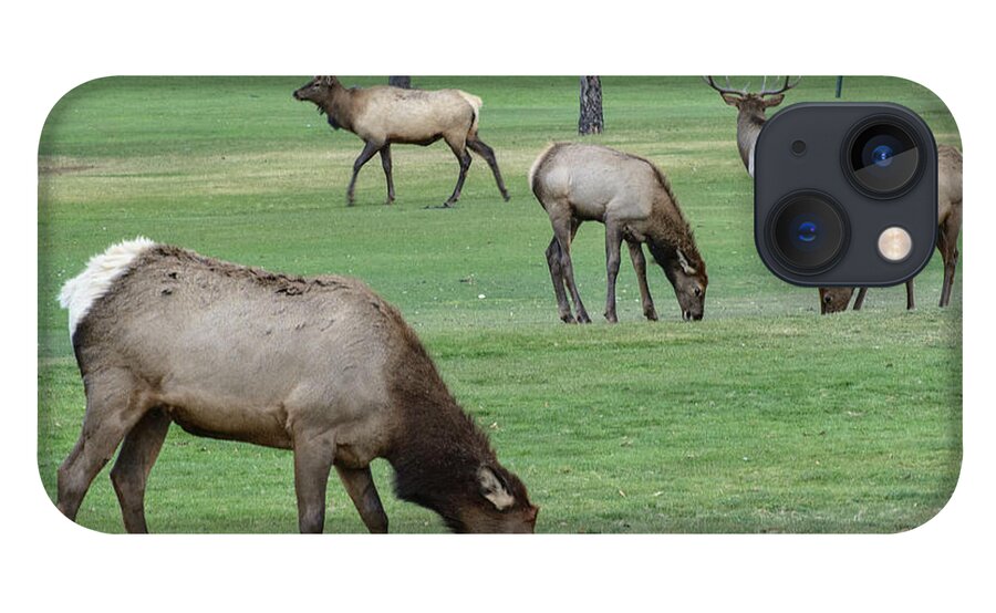  iPhone 13 Case featuring the photograph Elk On Golf Course Estes Park Colorado by Paul Vitko