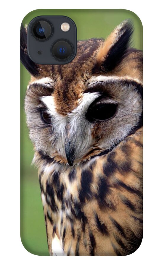 Owl iPhone 13 Case featuring the photograph Eurasian Striped Owl by Stephen Melia