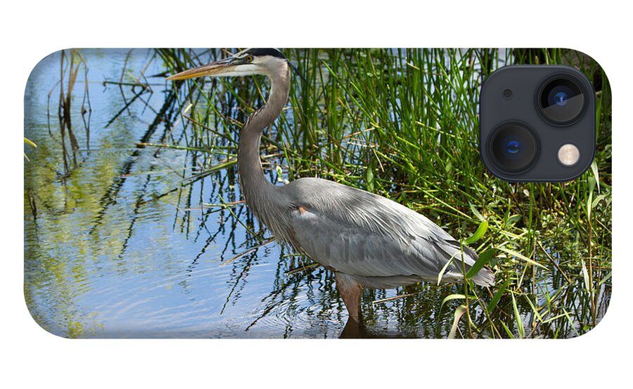 Everglades National Park iPhone 13 Case featuring the photograph Everglades 572 by Michael Fryd