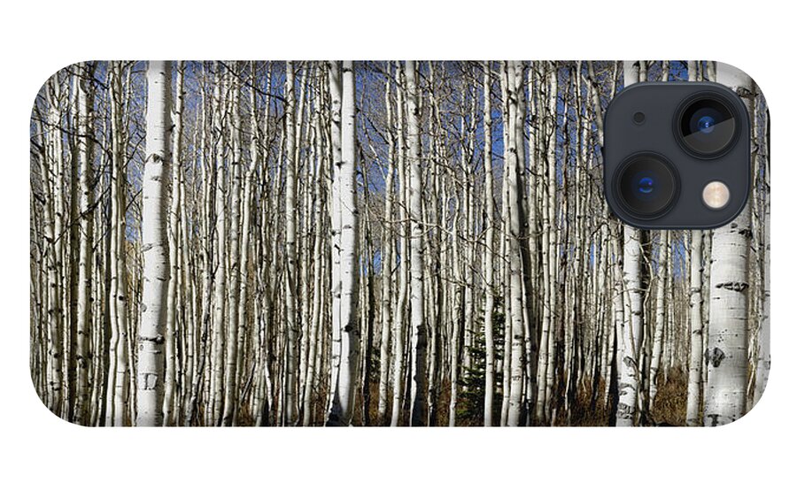 Quaking Aspens iPhone 13 Case featuring the photograph Fall Quaking Aspens Panorama by Richard Lynch