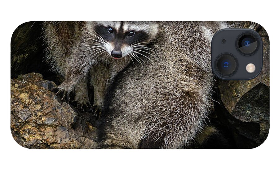 Raccon iPhone 13 Case featuring the photograph Family Portrait by Jerry Cahill