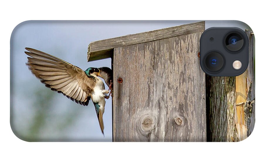 Bird iPhone 13 Case featuring the photograph Feeding Time by Darryl Hendricks