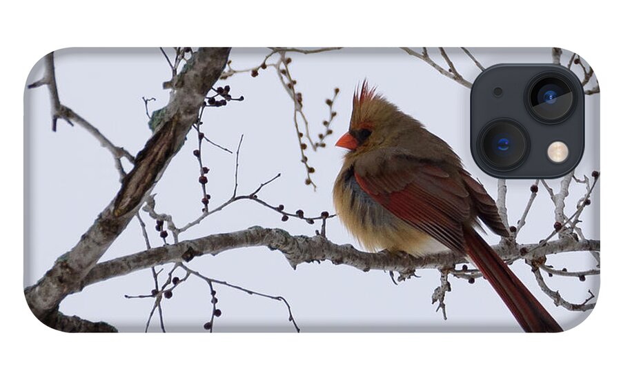 Northern Cardinal iPhone 13 Case featuring the photograph Female Northern Cardinal by Holden The Moment