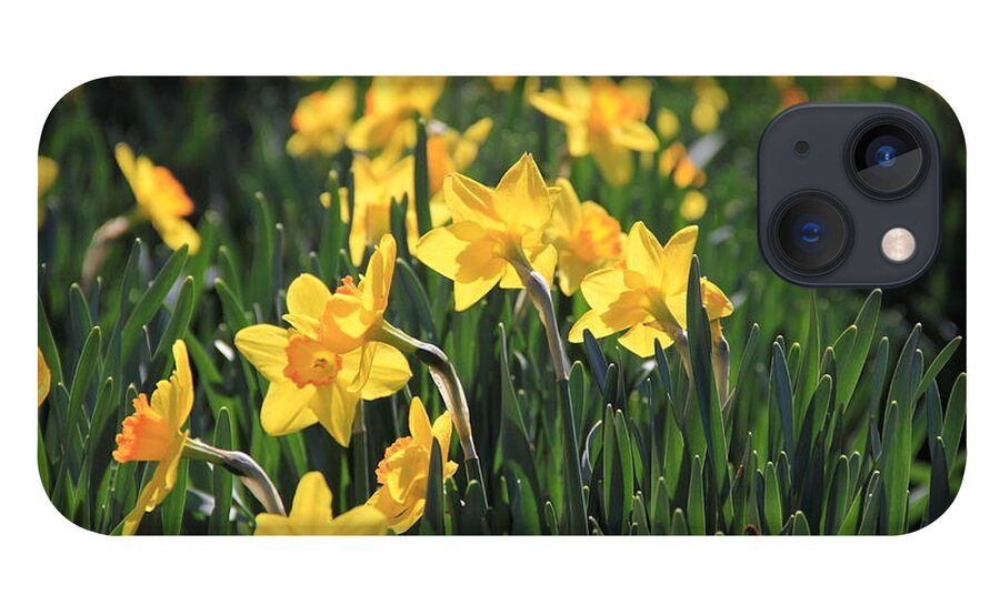 Daffodil iPhone 13 Case featuring the photograph Field of Daffodils by Angela Murdock