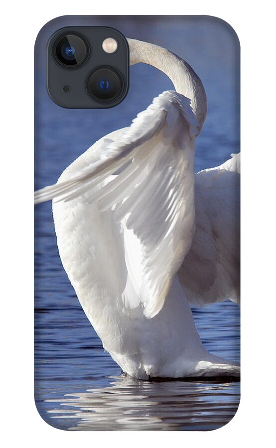 Trumpeter Swan iPhone 13 Case featuring the photograph Flapping Swan by Larry Ricker