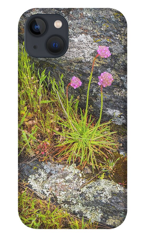 Oregon Coast iPhone 13 Case featuring the photograph Flower And Rock by Tom Singleton
