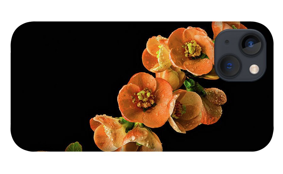 Quince iPhone 13 Case featuring the photograph Flowering Quince Orange by Mary Jo Allen