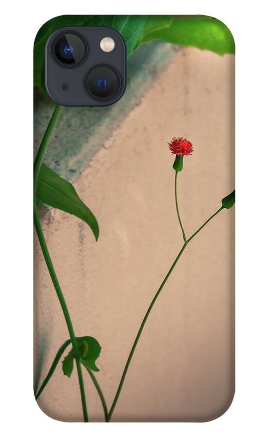 Coconut Grove iPhone 13 Case featuring the photograph Flowers, Leaves and Wall by Frank Mari