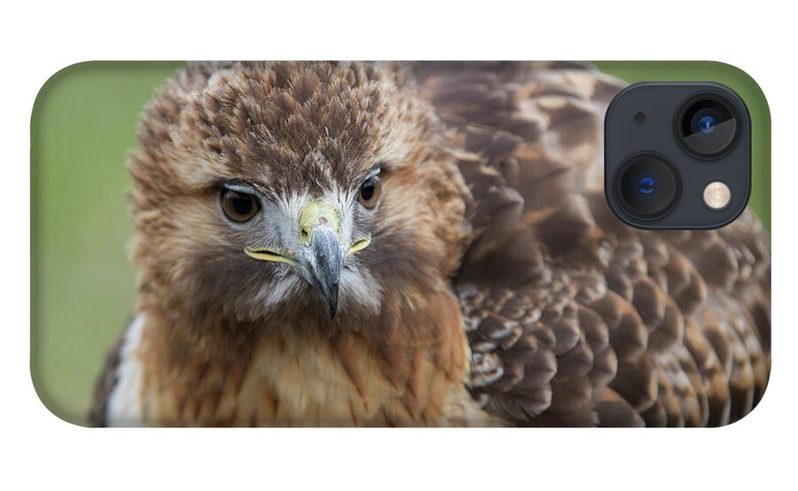 Red Tailed Hawk iPhone 13 Case featuring the photograph Fluffy Hawk by Chris Scroggins