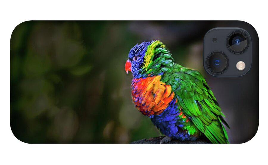 Bird iPhone 13 Case featuring the photograph Flying Colors by John Christopher