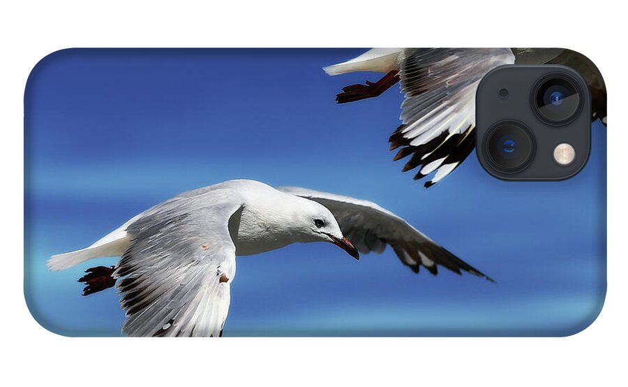 Seagull Photography iPhone 13 Case featuring the photograph Flying high 0064 by Kevin Chippindall