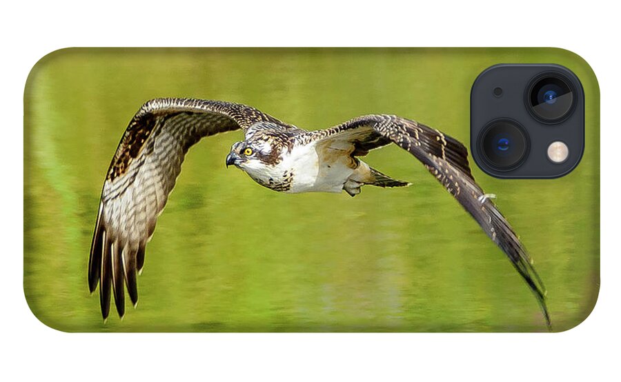 Osprey iPhone 13 Case featuring the photograph Flying Osprey by Jerry Cahill