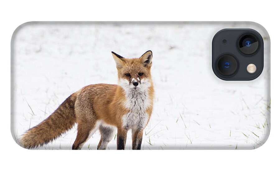 Animals iPhone 13 Case featuring the photograph Fox 1 by Paul Ross