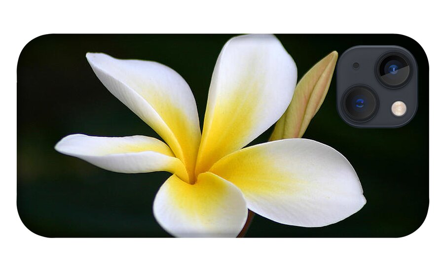 Plumeria iPhone 13 Case featuring the photograph Fragrant Hawaiian Plumeria Maui by Pierre Leclerc Photography