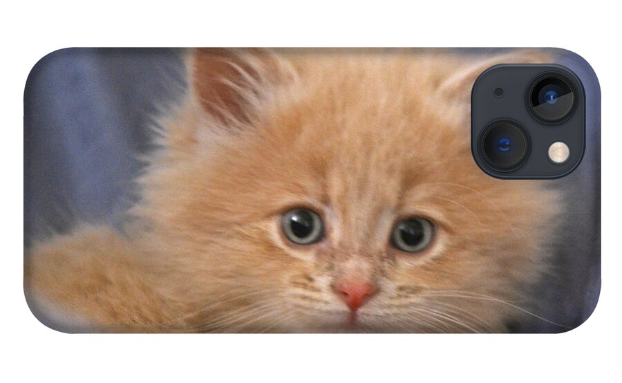Kitten iPhone 13 Case featuring the photograph Freya #3 by Cindy Schneider