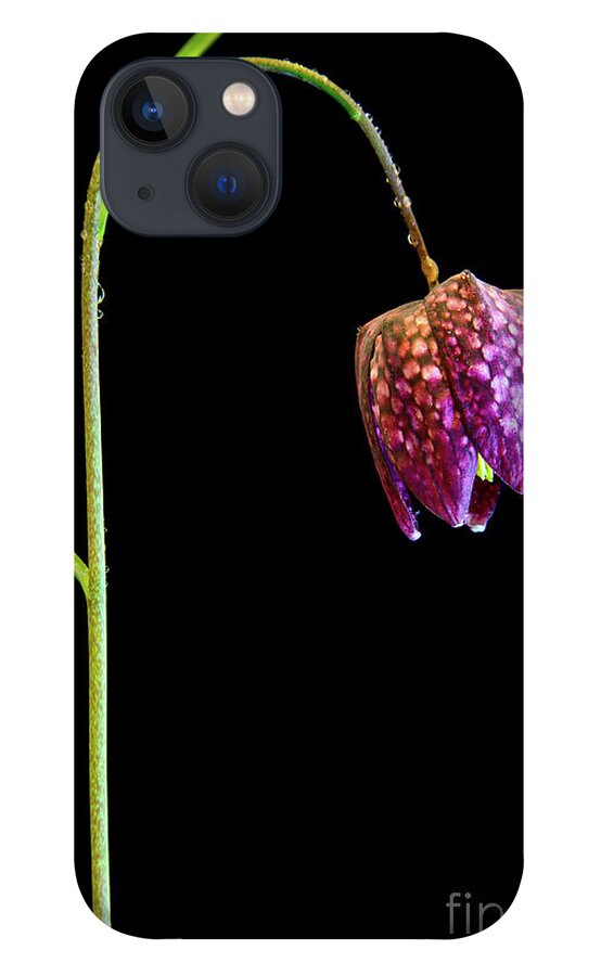 Fritillaria Meleagris iPhone 13 Case featuring the photograph Fritillaria meleagris, Snakes Head fritillary by Andy Myatt