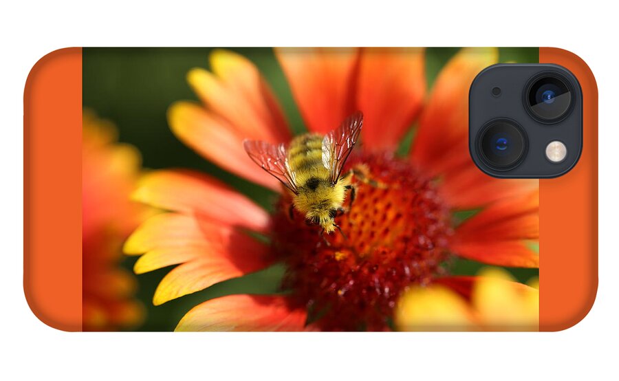 Gaillardia iPhone 13 Case featuring the photograph Fuzzy Bumble Bee on Gaillardia by Tammy Pool