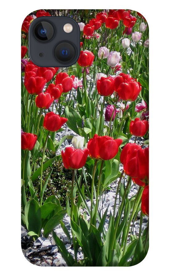 Tulip iPhone 13 Case featuring the photograph Gathering of Joy by Rory Siegel