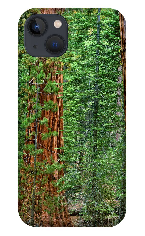 North America iPhone 13 Case featuring the photograph Giant Sequoias Sequoiadendron Gigantium Yosemite NP CA by Dave Welling