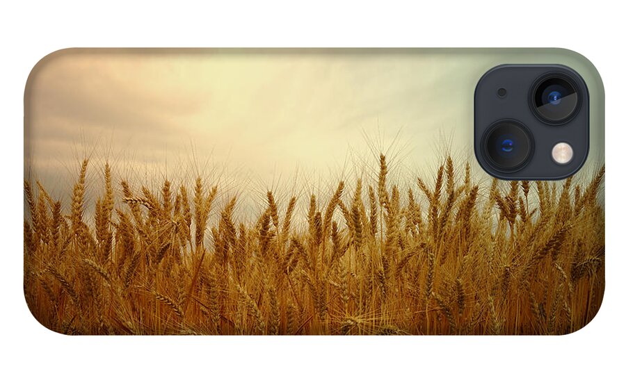 Wheat iPhone 13 Case featuring the photograph Golden Wheat by Kae Cheatham