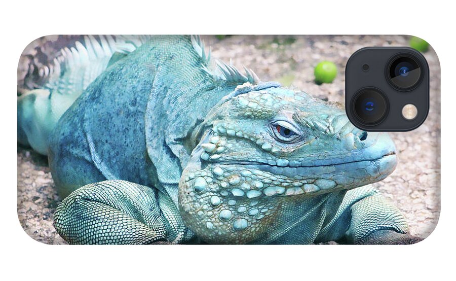 Blue Iguana iPhone 13 Case featuring the photograph Grand Cayman Blue Iguana by Iryna Goodall