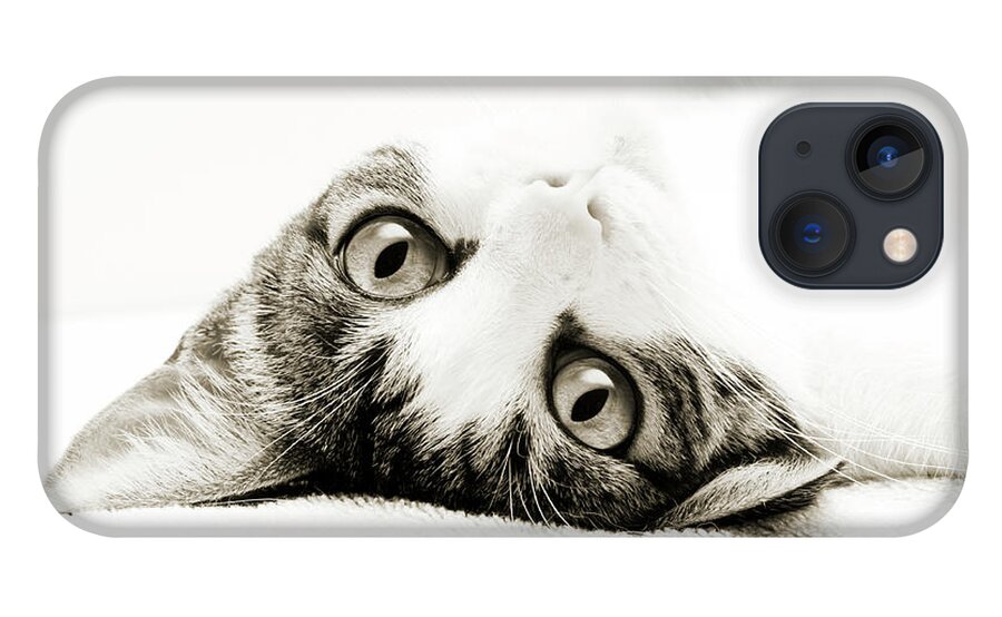 Cat iPhone 13 Case featuring the photograph Grand Kitty Cuteness BW by Andee Design