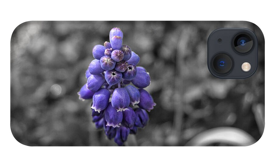 Grape iPhone 13 Case featuring the photograph Grape Hyacinth by Amber Flowers