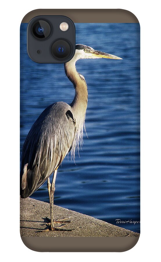 Great Blue Heron iPhone 13 Case featuring the photograph Great Blue Heron At Put-in-Bay by Terri Harper