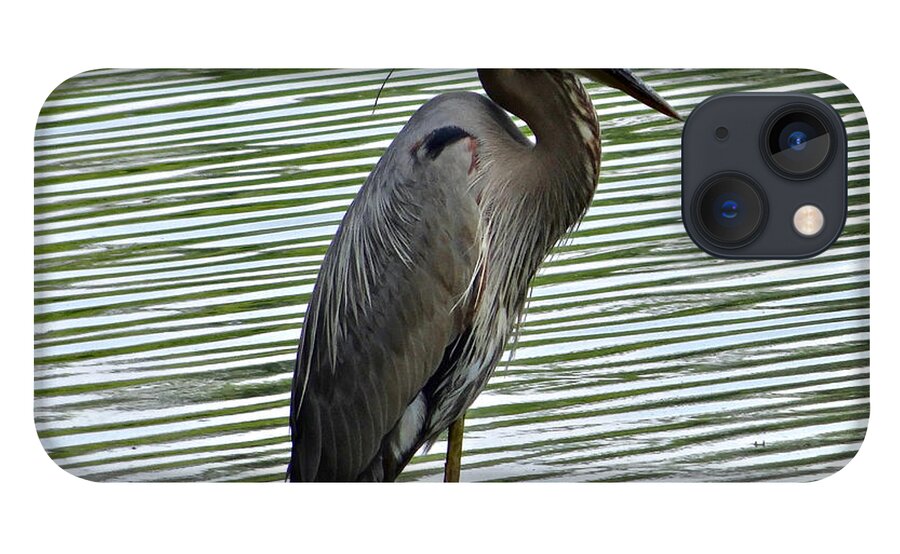 3 Star iPhone 13 Case featuring the photograph Great Blue Heron at Wash. Crossing Park-021 by Christopher Plummer