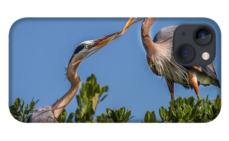 Bradenton iPhone 13 Case featuring the photograph Great Blue Heron Nest Building by Ronald Lutz