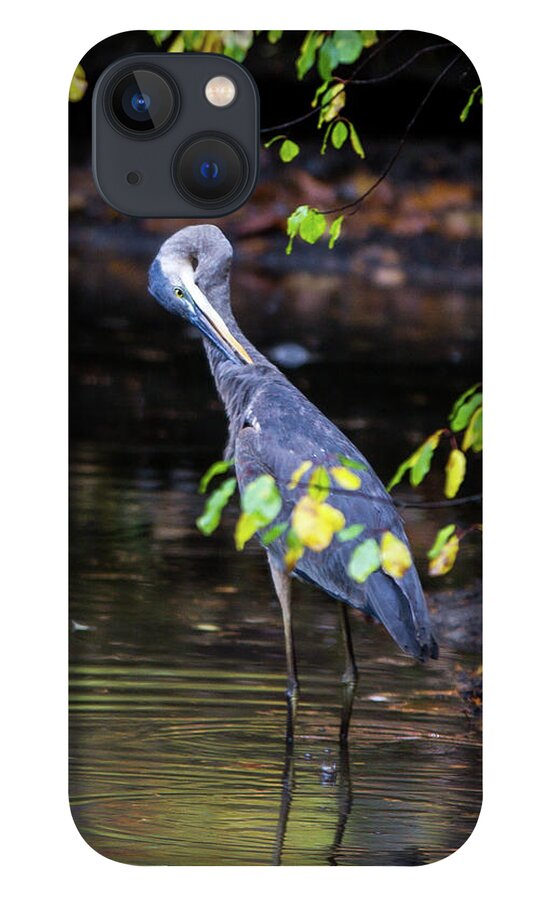 Great Blue Heron iPhone 13 Case featuring the photograph Great Blue Heron with an itch by Darryl Hendricks