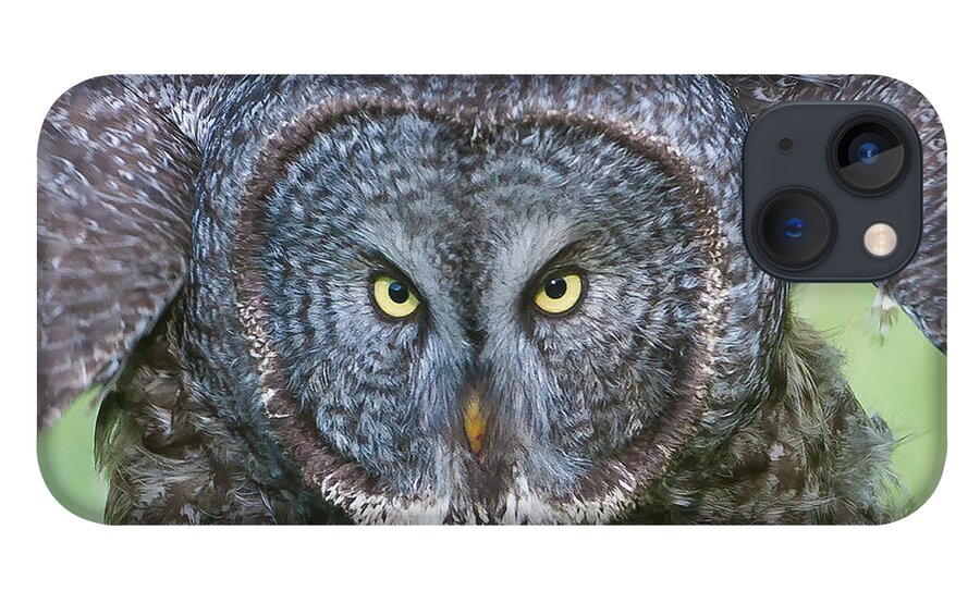 Mark Miller Photos iPhone 13 Case featuring the photograph Great Gray Owl Flight Portrait by Mark Miller