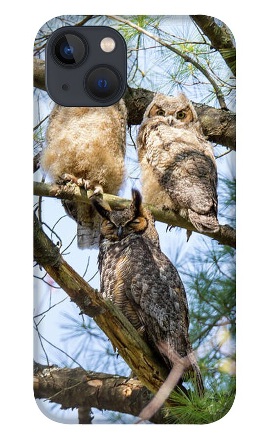 Great Horned Owl iPhone 13 Case featuring the photograph Great Horned Owl Family by Darryl Hendricks
