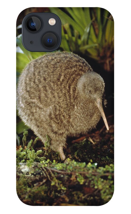 Mp iPhone 13 Case featuring the photograph Great Spotted Kiwi Apteryx Haastii Male by Tui De Roy