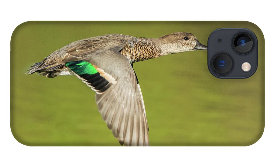Green iPhone 13 Case featuring the photograph Green-winged Teal 6320-100217-2cr by Tam Ryan