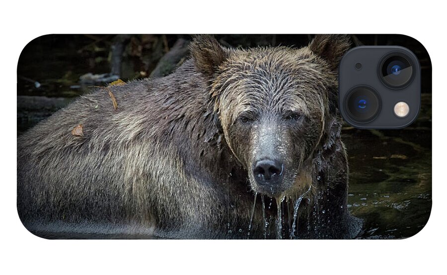 Grizzly Bear iPhone 13 Case featuring the photograph Grizzly by Randy Hall