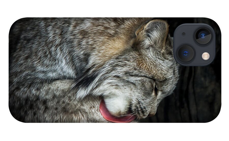 Animals iPhone 13 Case featuring the photograph Grooming Lynx by Rikk Flohr