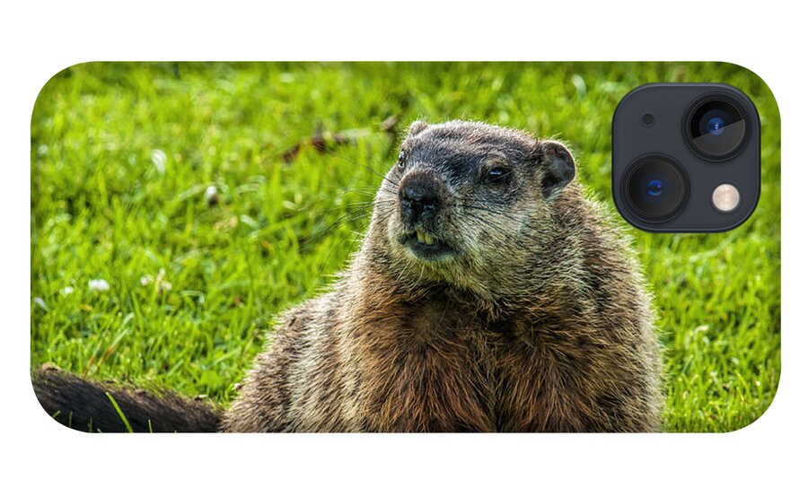 Mammal iPhone 13 Case featuring the photograph Ground Hog by Cathy Kovarik