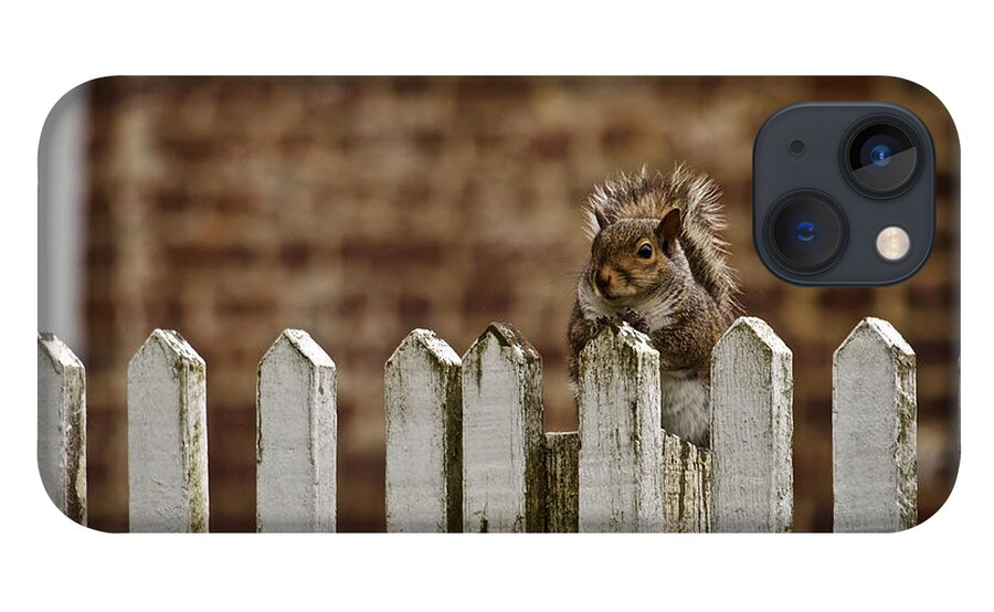 Squirrel iPhone 13 Case featuring the photograph Guard by Rachel Morrison