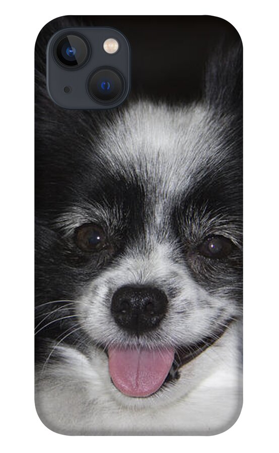 Small Dog iPhone 13 Case featuring the photograph Gypsy by Kelly Holm