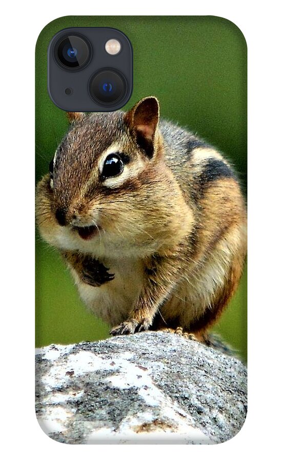 Chipmunk iPhone 13 Case featuring the photograph Happily Surprised Chipmunk by Dani McEvoy