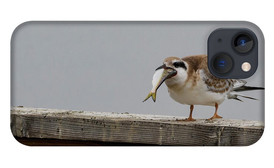 Tern iPhone 13 Case featuring the photograph Having A Bad Day. by Sam Rino