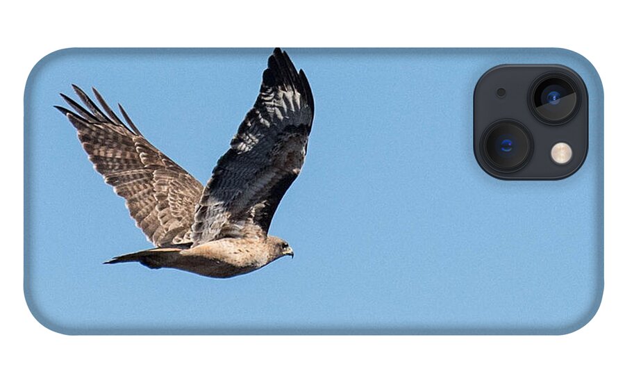 Nature iPhone 13 Case featuring the photograph Hawk in Flight by Wendy Carrington
