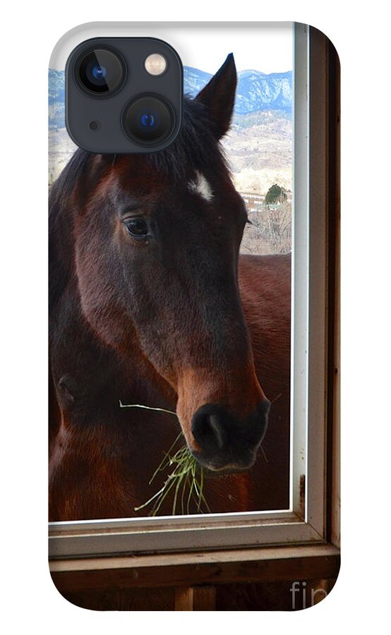 Horse iPhone 13 Case featuring the photograph Hay There by Cindy Schneider
