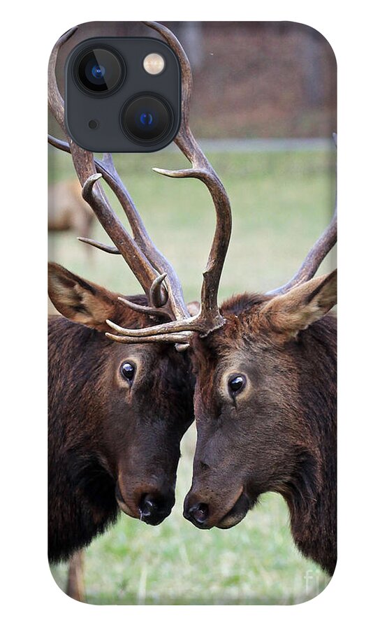 Bull iPhone 13 Case featuring the photograph Head to Head by Jennifer Robin