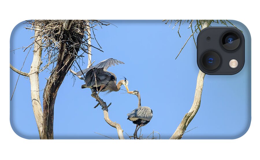 Great Blue Heron iPhone 13 Case featuring the photograph Heron Courting 2 of 6 The Exchange by Joni Eskridge