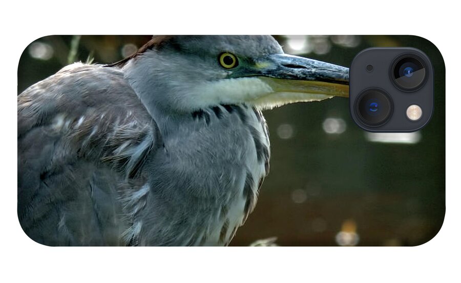 Bird iPhone 13 Case featuring the photograph Herons Looking At You Kid by Baggieoldboy