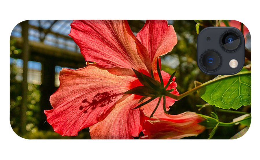 Longwood iPhone 13 Case featuring the photograph Hibiscus by Amanda Jones