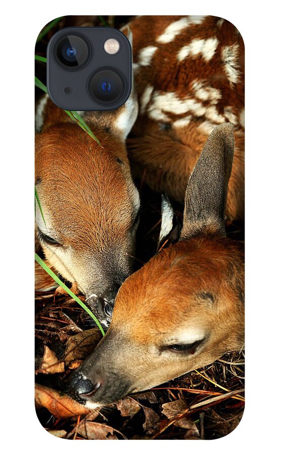 Fawns iPhone 13 Case featuring the photograph Hiding Twin Whitetail Fawns by Michael Dougherty